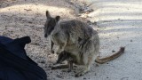 Rock wallabies