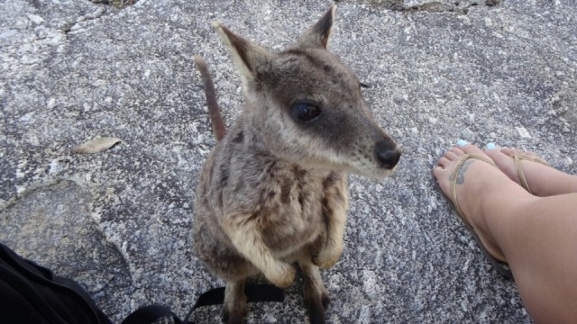 Rock wallabies