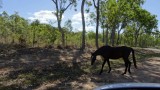 Wild paard!