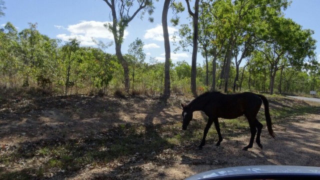 Wild paard!