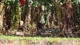 Bananenplantage