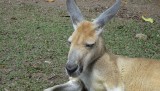Roe