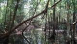 Mangrove