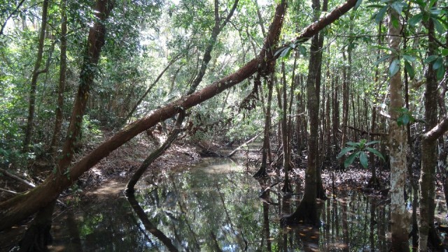 Mangrove