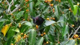 Boven in the canopywalk