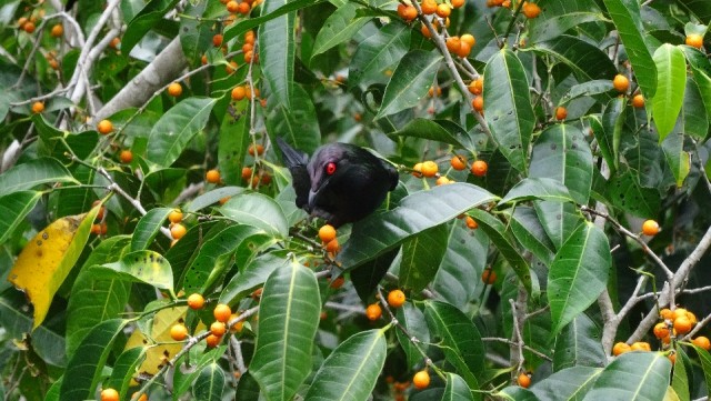 Boven in the canopywalk