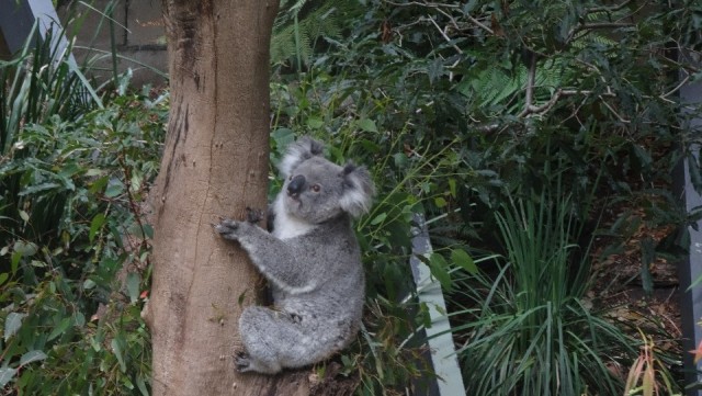 koala