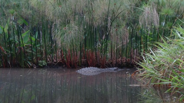 American Croc