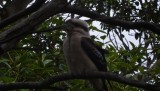 Laughing Kookaburra