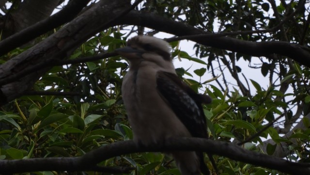Laughing Kookaburra