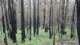 verbrand bos