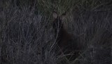 wallabie