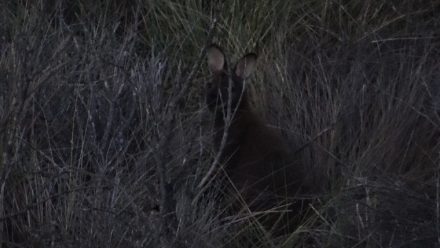 wallabie