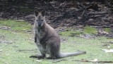 mooie nieuwsgierige wallabie