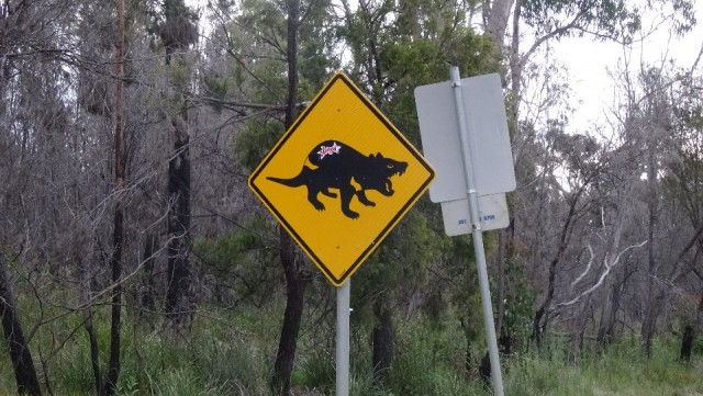 tasmanian devil