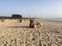Vache de plage