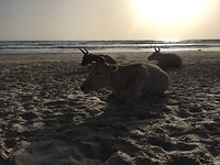 Strandkoe