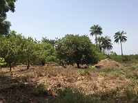 Meer bomen