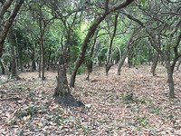 Onder de bomen