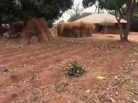 In het noorden v Guinee Bissau is erg veel rietcultuur