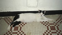 Poes in hotel