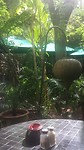 Binnentuin / terras   cour avec terrasse