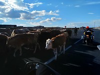 Koeien op de doorgaande weg