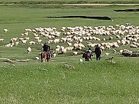 Schapen drijvers te paard