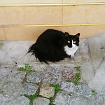 Lieve poes