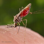 Malaria-Prevention-Disease-Pinterest