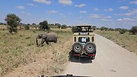 Overstekende Olifant