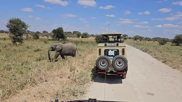 Overstekende Olifant