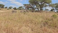 Overstekende zebra's