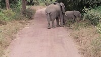 Olifanten op de weg