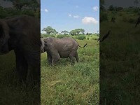 Elephant eating