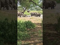 Elephants bathing