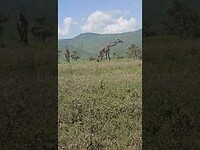 Giraffes eating