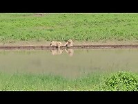 Female lions