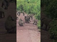 Monkey invasion