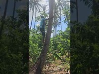 Bij climbing Banana tree