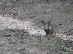 PA090210