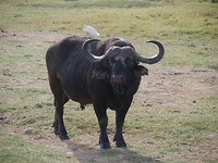 Buffel
