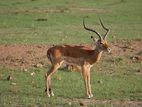 Impala