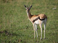 Thomson Gazelle