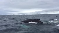Whale tails
