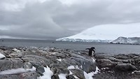 Chin streap pinguïns aan de kust