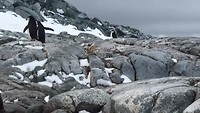 Gentoo pinguïns