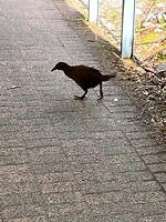 Een Kewa, helaas nog geen Kiwi gezien