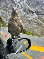 Een Kea op de autospiegel