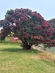 De Pohutukawa (Nieuw-Zeelandse kerstboom) in volle bloei
